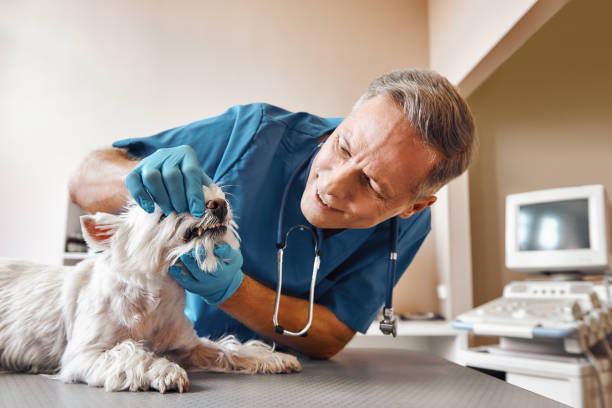 Best Emergency Dentist for Knocked-Out Tooth in Hollis, OK